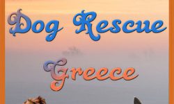 Dog Rescue Greece logo new