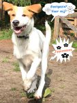 Gastgezin bij Dog Rescue Greece voor Caramel