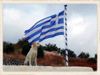 Nieuws - vakantie en zwerfhond meenemen