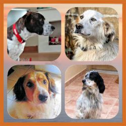 Homepage 01 Honden ter Adoptie 03c Golden Oldies