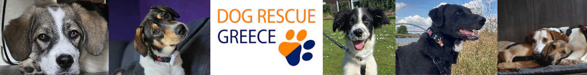 Dog Rescue Greece Dog Rescue Greece