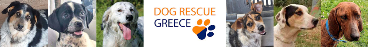 Dog Rescue Greece Dog Rescue Greece